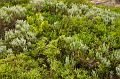 Heathland, Barwon Heads IMGP4500